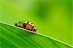 orange ladybug in green nature or in garden