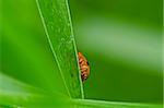 hide ladybug in green nature or in garden