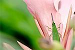 green grasshopper on pink flower in green nature