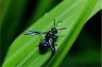 black wasp in green nature or in garden