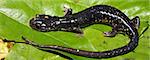 Slimy Salamander (Plethodon glutinosus) at Monte Sano State Park, Alabama.