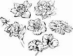 black and white drawing of beautiful composition of flowers