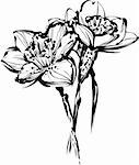 image black and white sketch of three flowers of narcissus