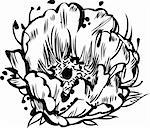 black and white drawing of beautiful flover bud