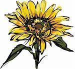 a beautiful color picture yellow sunflower design