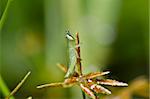 little grasshopper in green nature or in garden