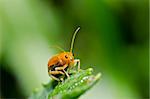 orange beetle in green nature or in garden