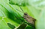 grasshopper in green nature or in garden