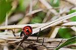 ladybug in green nature or in garden