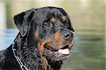 portrait of a purebred rottweiler in the water
