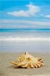 A conch on a sandy beach withe the sea in the background.
