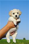 A person is holding a sweet puppy.