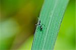 black ants in green nature or in the garden