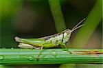 grasshopper in green nature or in farm