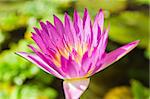 A blooming lotus flower in the garden