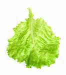 fresh lettuce leaf isolated on a white background