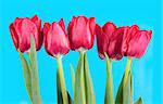 Fresh red tulips over blue background