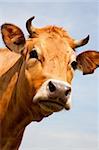 Portrait of a Dutch cow