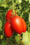 Bunch with elongated ripe red tomatoes growing in the greenhouse
