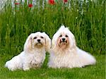 Two dogs is posing on green grass.  Breed: Bichon Havanais