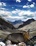 mountain goat on a background of mountains