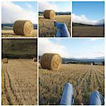 Collage agriculture conceptual: still life, relax, rural, agriculture