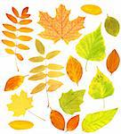 Set - autumn leafs of a birch, maple and barberry