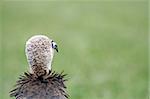 the back of a vultures head