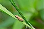 Aphid insect in green nature or in forest