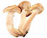 Group of three fresh mushroom. Closeup. Isolated on white background. Studio photography.