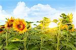 Field of colorful blooming sunflowers and blue sky