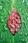 Green and red leaves with raindrops. Abstract natural background.