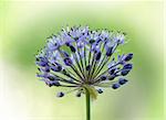 Close up of blue allium flower on green background