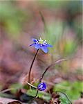 Close up of anemone hepatica (liverwort) with blurred background