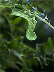 A tobacco worm (a close relative to the tomato worm), hanging upside down eating tomato plant leaves.