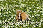 A sweet foal is resting on a green, white and yellow flower field