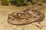 Close up of Malayan Pit Viper, focus at eyes