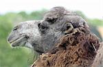 close up brown camel