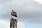 stunning vulture bird of prey