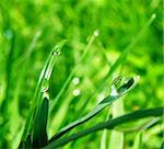 macro detail of water drop on leaf and green grass