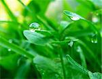 nice macro detail of water drop on leaf or green grass