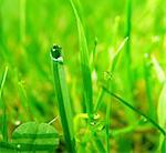 nice macro detail of water drop on leaf or green grass