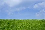 Green field, blue sky and white clouds, background