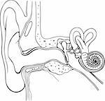 Anatomy of the human ear