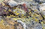 The silica, sulfur deposits, lichen and rhyolite structures of the active volcanic Krafla System in Iceland