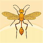 Wasp sphex on light brown background