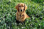 golden retriever young dog in green wheat field outdoor