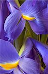 Two iris blooms closeup