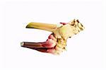 Galangal rhizome on a white background for cooking and medicine, etc.