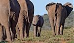 A family of African Elephants in the Addo Elephant National Park, South Africa